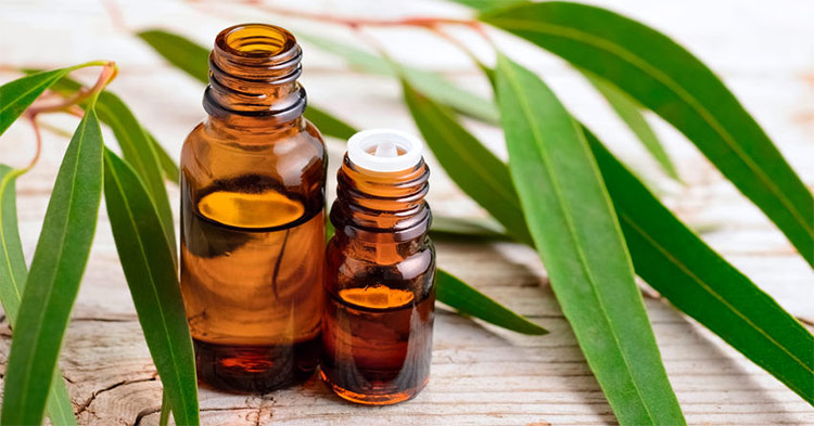 Essential Oils and Modern Wellness – How Bodhana Exports Connects Nature with Lifestyle