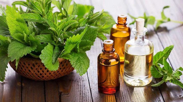 From Farm to Bottle – The Bodhana Exports Journey of Essential Oils